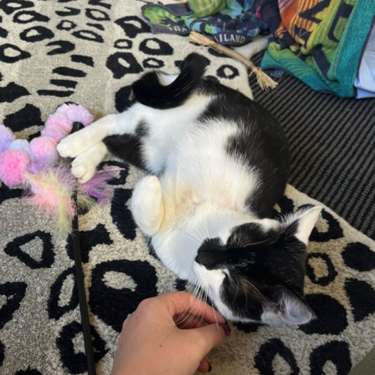 padme dsh lost 24 oct